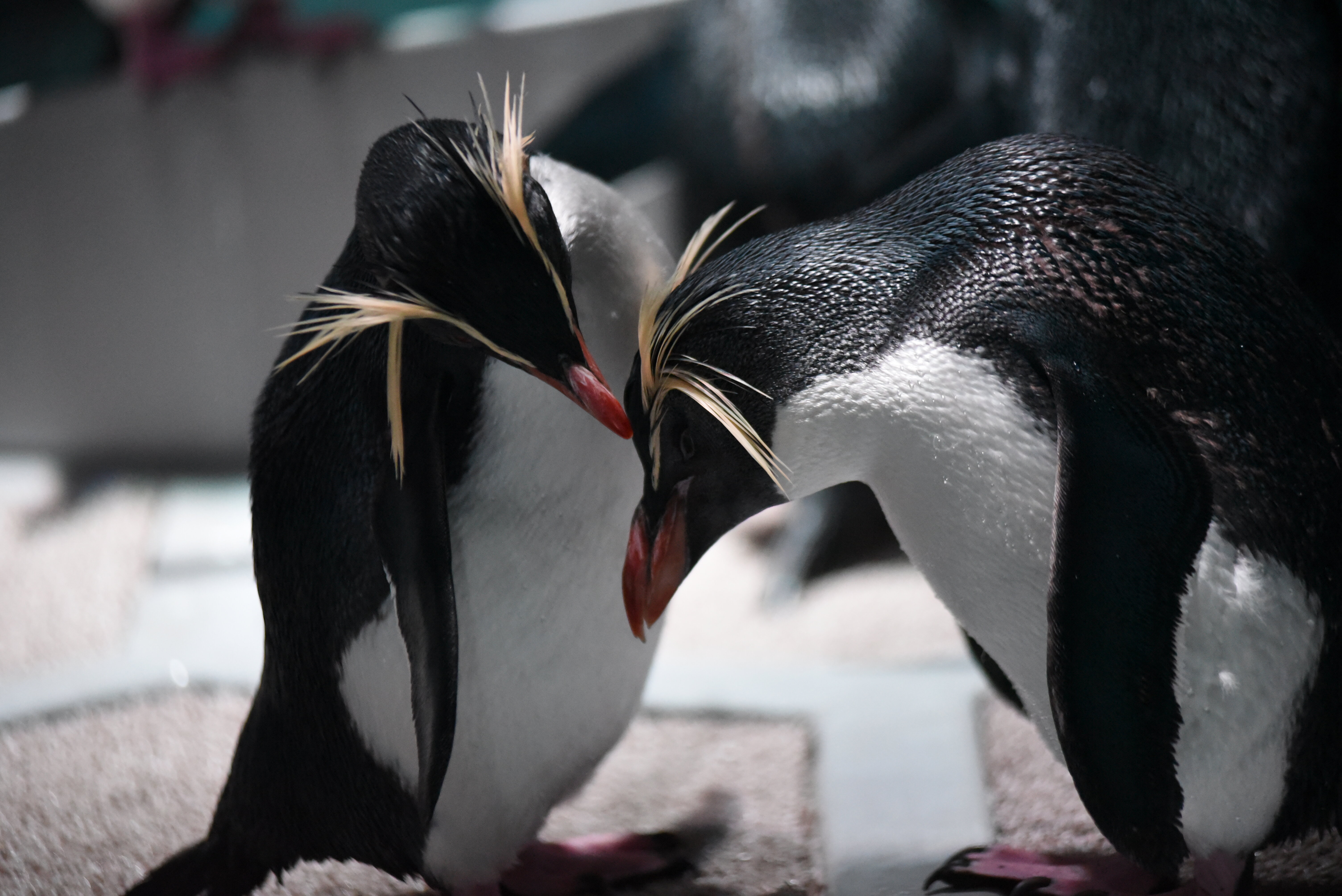 羽づくろいで求愛するキタイワトビペンギン(AOAO SAPPORO提供)